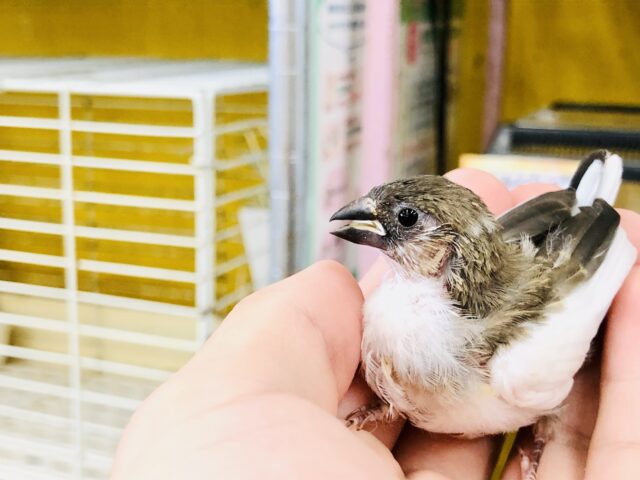 十姉妹（ジュウシマツ）