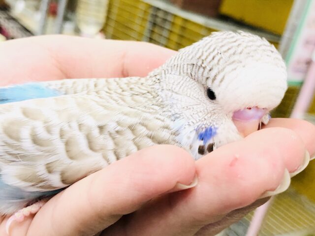 ジャンボセキセイインコ