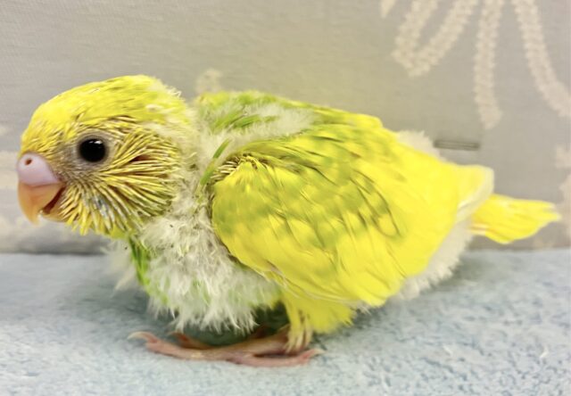 セキセイインコ