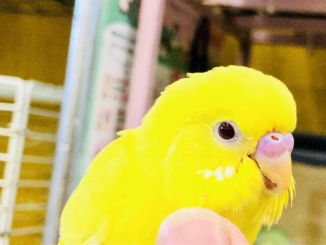 セキセイインコ