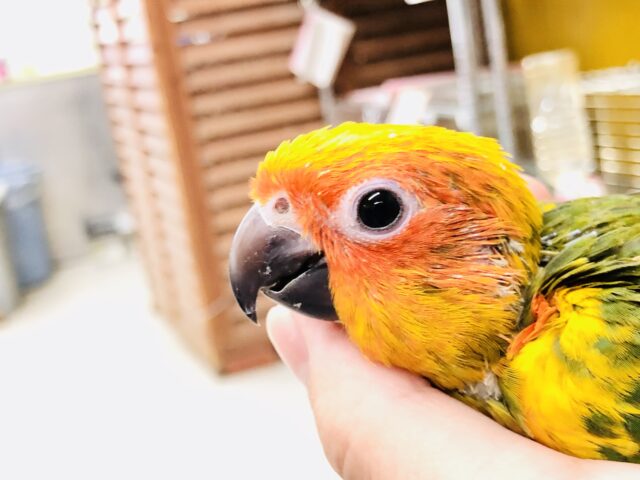 コガネメキシコインコ