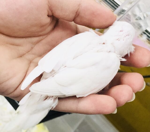 セキセイインコ