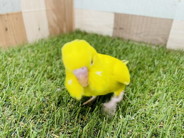 セキセイインコ