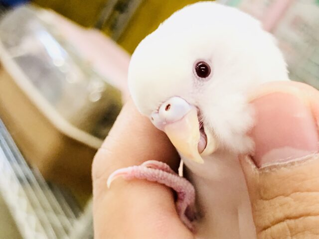 セキセイインコ