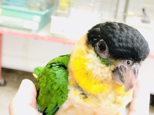 ズグロシロハラインコ