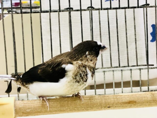 十姉妹（ジュウシマツ）