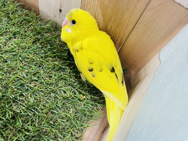 セキセイインコ