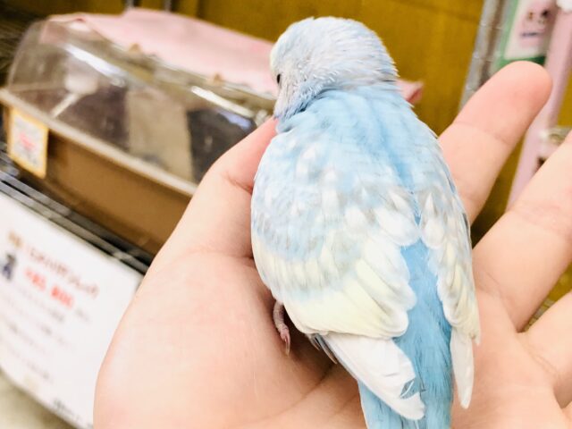 セキセイインコ