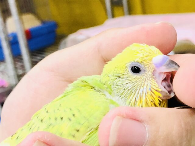 セキセイインコ