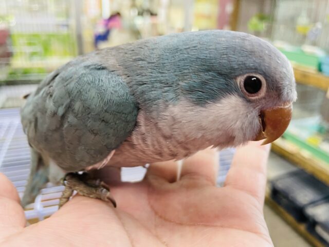 オキナインコ
