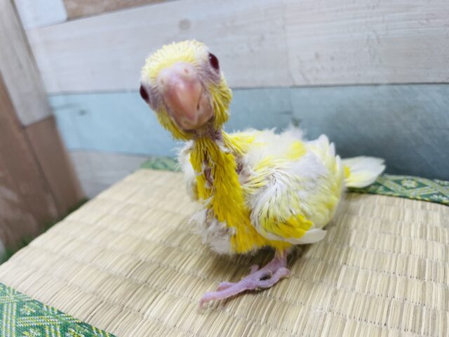 ビセイインコ（美声インコ）