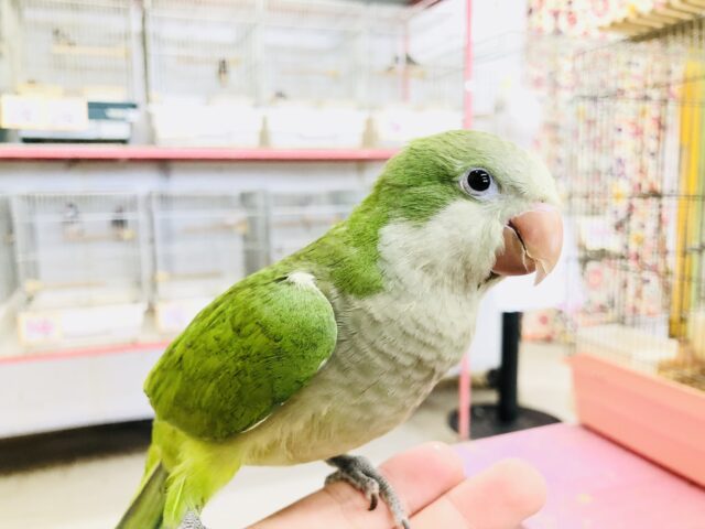 オキナインコ