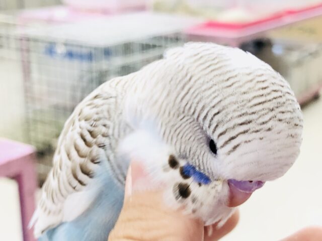 ジャンボセキセイインコ
