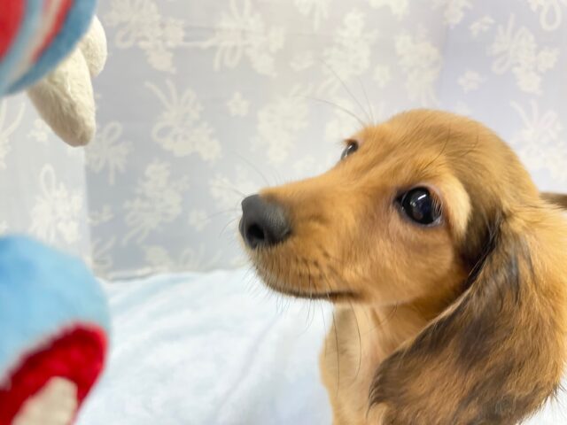 ミニチュアダックス