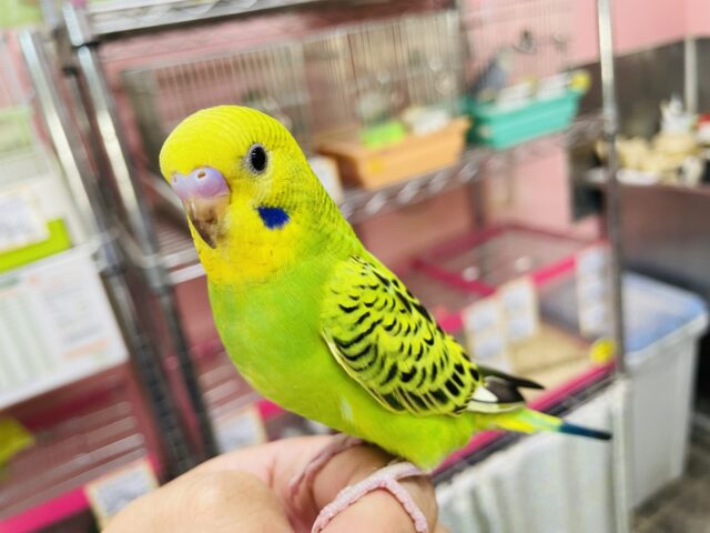 セキセイインコ