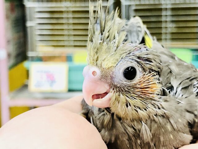 オカメインコ