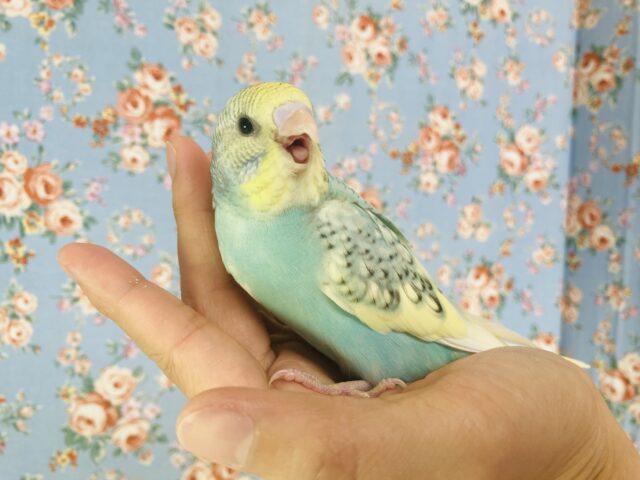 セキセイインコ
