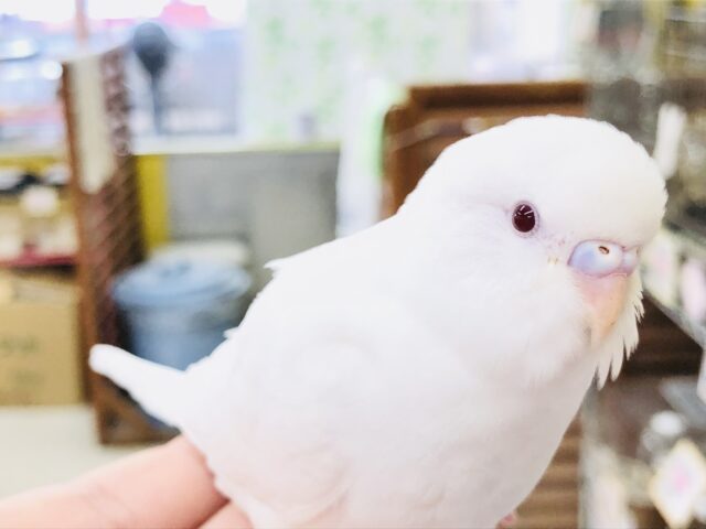 セキセイインコ