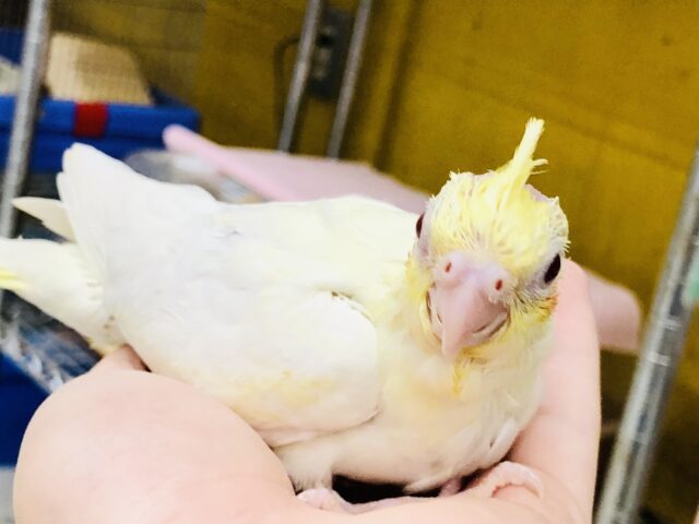 オカメインコ