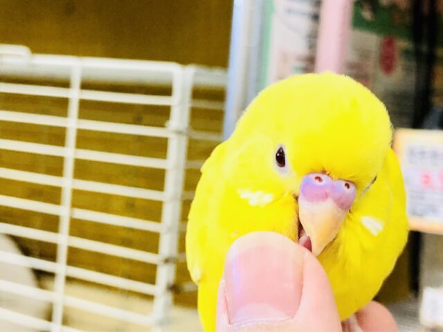 セキセイインコ