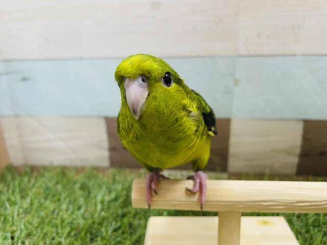 サザナミインコ