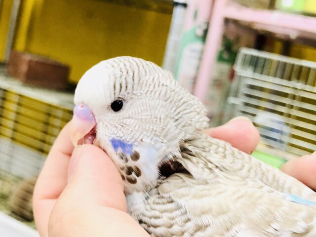 ジャンボセキセイインコ