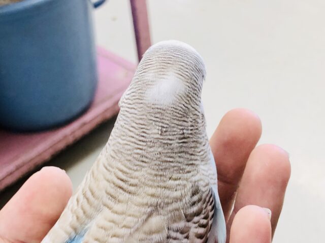 ジャンボセキセイインコ