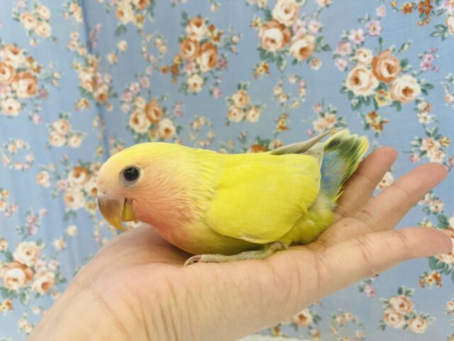 コザクラインコ（小桜インコ）