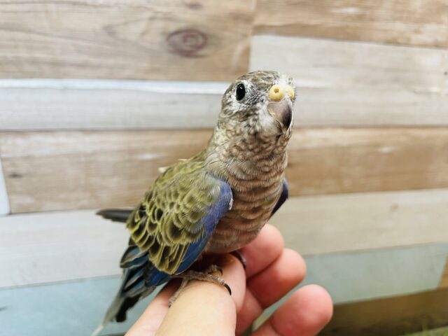 アキクサインコ（秋草インコ）