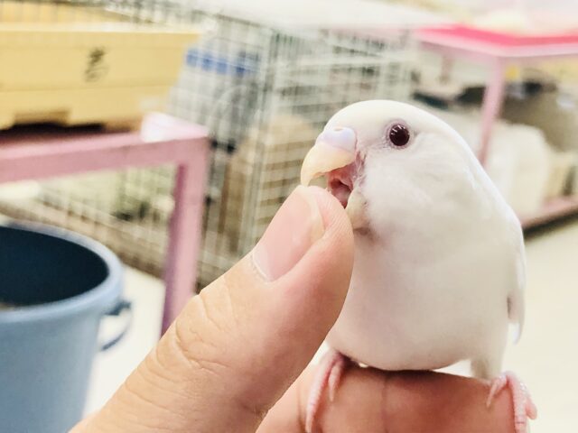 セキセイインコ