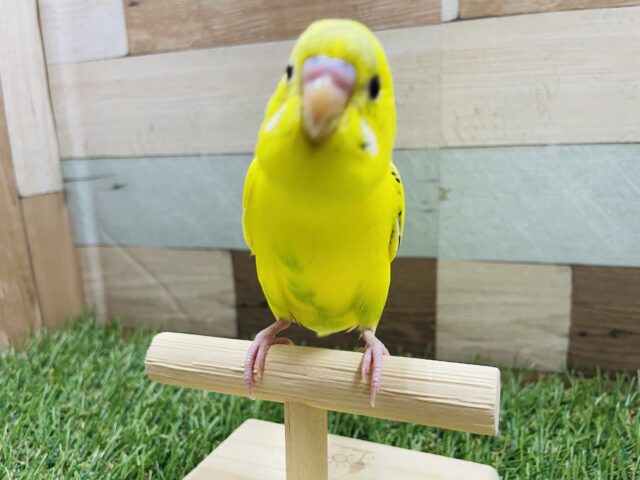 セキセイインコ