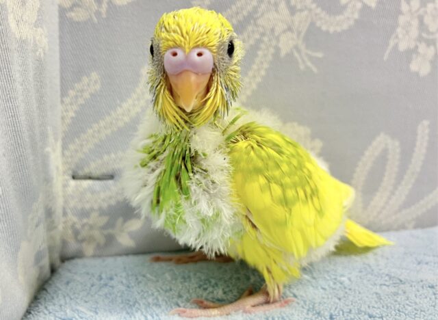 セキセイインコ