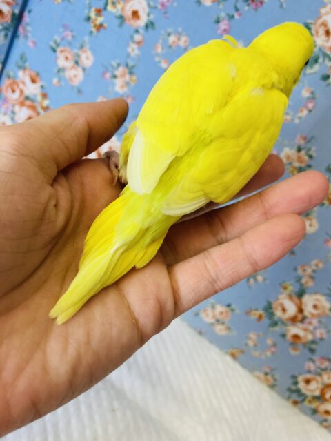 セキセイインコ