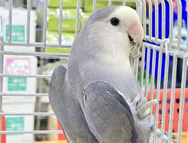 コザクラインコ（小桜インコ）