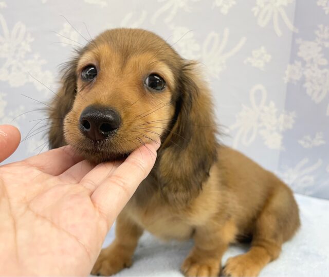 ミニチュアダックス