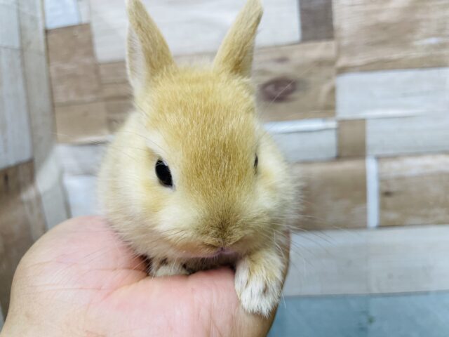 ネザーランドドワーフ