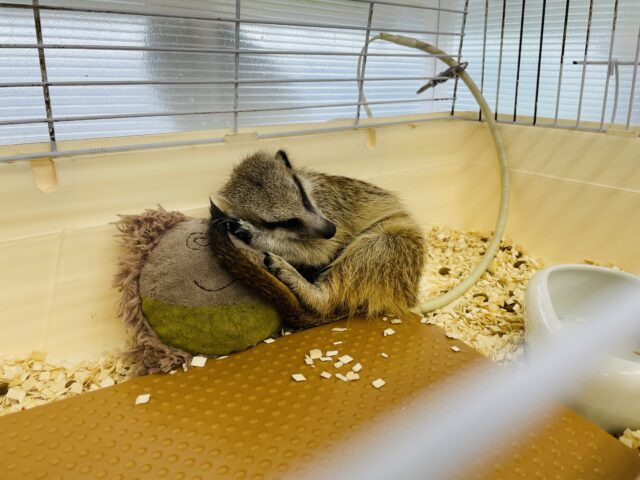 ミーアキャット