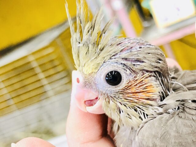オカメインコ