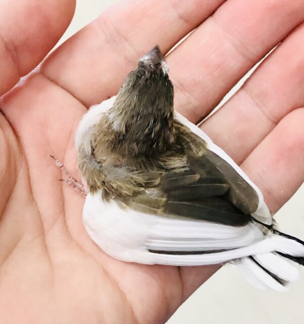 十姉妹（ジュウシマツ）