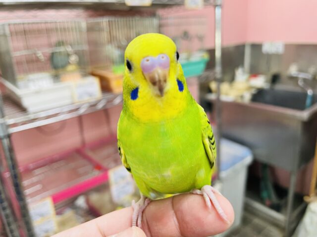 セキセイインコ