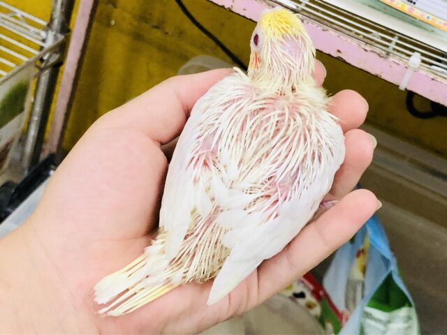 オカメインコ