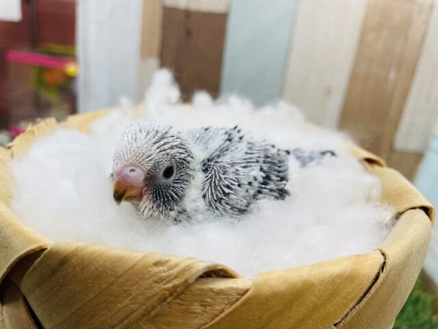 セキセイインコ