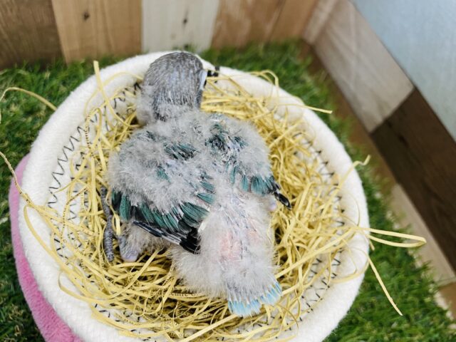 青いボディが綺麗なコ♪ブルーボタンインコ!! ブルーボタンインコ