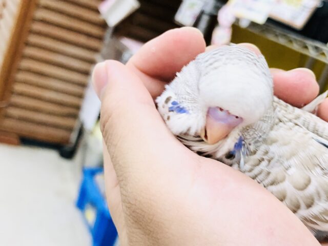 ジャンボセキセイインコ