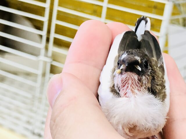 十姉妹（ジュウシマツ）