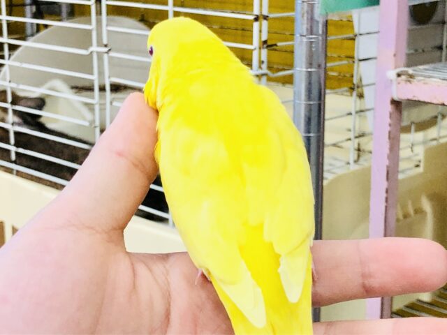セキセイインコ