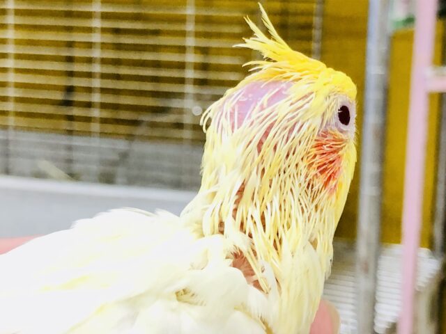 オカメインコ