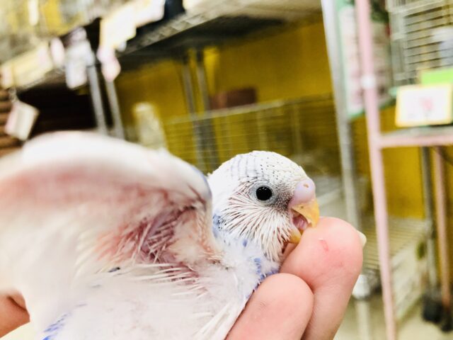 セキセイインコ