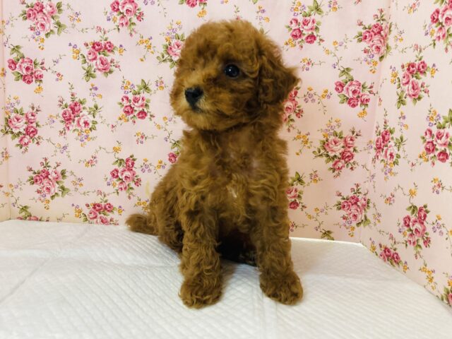 トイプードル