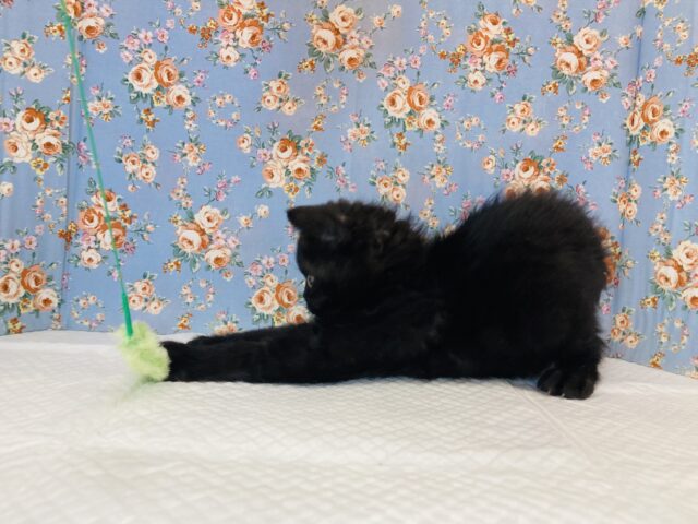 セルカークレックス